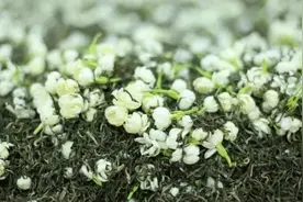 舌尖上的非遗——横县茉莉花茶图片