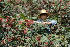 年人均可支配收入14500元，宝鸡岐山这个村靠花椒翻了身图片