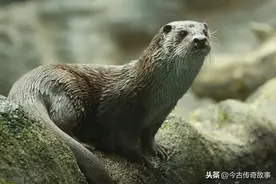民间故事：农夫奇遇图片