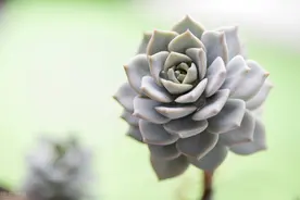 多肉叶片晒伤了怎么办？实践操作总结2个方法，顺利挽救植株生命图片