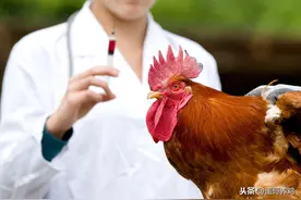 养鸡用青霉素抗菌效果差？老兽医：按照这6种方式搭配，抗菌增效图片