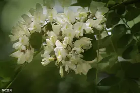 五月的槐花开了，你有关于槐花的记忆吗图片