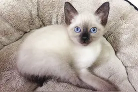 短毛种猫有哪些品种？（一）图片