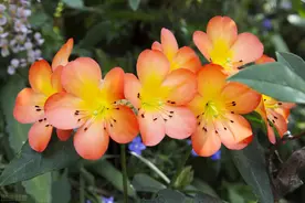 让君子兰开好花的“钥匙”，就握在你手里，它的“构造”很简单图片