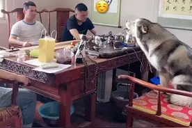 当史上最难伺候的客户遇上最敬业的业务员？话痨狗狗太搞笑图片