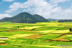 如何拍油菜花？专业摄影师用3个拍摄技巧，轻松搞定图片