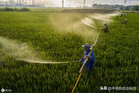 打农药时加有机硅有哪些作用？大幅提高药液的稳定性图片