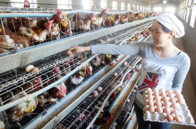 近三年鸡肉价格走势图 2026年近三年鸡肉价格走势图最新