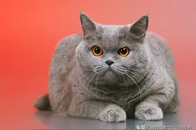 宠物猫的品种及价格大全，看完后都想买一只回家养图片