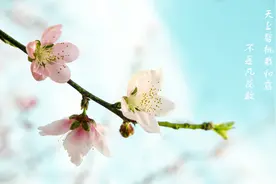 桃花能美容还漂亮，学会嫁接繁殖是关键，5分钟读懂请收藏图片