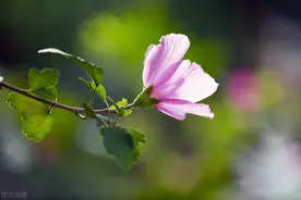 这种植物被誉为“沙漠玫瑰”，既是树又是花，一年花开好几次图片