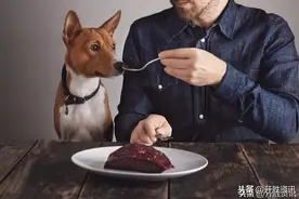 印度，柬埔寨相继颁布狗肉禁令，下一个会是越南吗？图片