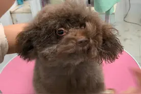 铲屎官带泰迪去洗澡，看到狗狗想起一首歌：吹啊吹啊我的骄傲放纵图片