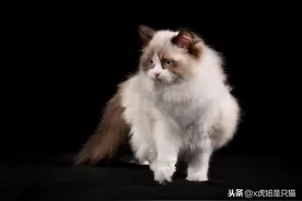 布偶猫繁育（颜色及各优缺点）图片