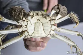 保存螃蟹，最忌直接放冰箱，牢记5个诀窍，螃蟹放1周还新鲜图片