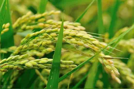 糜子搞校种植技术，“一膜两年用”糜子栽培技术图片
