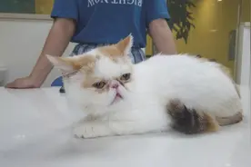 加菲半夜生下只没有气息的猫崽，来医院发现难产了图片