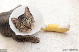 辟谣:猫咪是跳跃高手不会骨折？猫咪的骨折迹象，治疗和护理方法图片