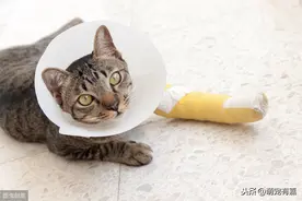 辟谣:猫咪是跳跃高手不会骨折？猫咪的骨折迹象，治疗和护理方法图片