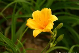 它是“黄花菜”的“矮化版”名叫“金娃娃萱草”，养护方法告诉你图片