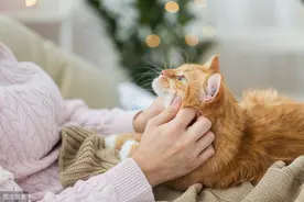 辟谣，猫咪踩奶不是因为思念母亲，猫咪踩奶时你该怎么做？图片