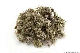 农村常见的茵陈，却被当做杂草除掉？可惜是放错了地方的资源图片