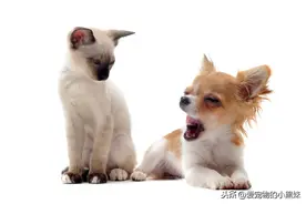 辟谣：“猫三狗四”是真的吗？关于犬猫妊娠我们要知道的图片