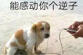 每日一笑：狗说我不是人，但你是真的狗图片