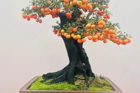 重庆市第十三届盆景艺术展隆重开幕图片