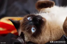 暹罗猫的“暹”字，原来有这么多人不认识，读音五花八门图片