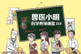 猫咪对着食物做埋便动作，可能不是因为厌恶，反而是太喜欢了图片