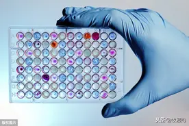 赛鸽单眼伤风用药效果总是差强人意，微生物免疫技术获得突破图片