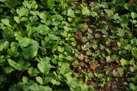 冬季露地香菜茎叶变红，别仅认为是低温霜染所致？这三原因别忽视图片