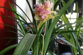 养兰花，花盆“架空”养好，还是“落地”养好？可别做错了图片