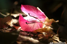 丛林中的三角梅，佳能6D+24—105mm镜头拍摄图片