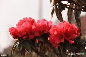 「散文」最忆是绒花图片