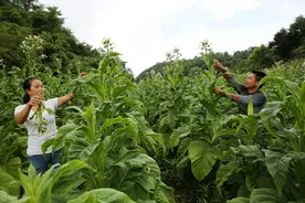 种烟利润有多大？90后小伙辞掉工作和媳妇返乡种地，看他咋说图片