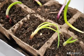 新农人如何种植葱黄？掌握好这5个管理技术，产量高品质好图片