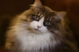 猫：可爱的小精灵，人类的好朋友图片
