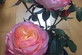 月季苹果运气，切花杯状花型，多季节重复开花，复色真好看！图片