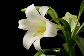 百合花，百年好合到白头图片