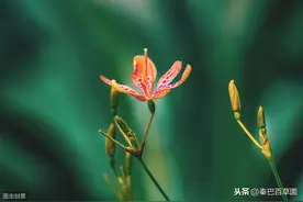言本草：射干图片