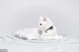 如何教猫咪按铃铛，用食物的诱惑，猫咪也会学人做动作图片