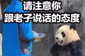 最嚣张“胖达”，叉腰熊猫火到国外，网友：它知道自己是国宝图片