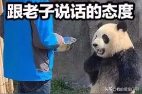 最嚣张“胖达”，叉腰熊猫火到国外，网友：它知道自己是国宝图片