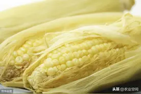 甜玉米种植这几点要注意，这也是达到高产的要求，甜玉米高产栽培图片