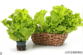 糖尿病患者控糖有方：日常饮食推荐蔬菜类之生菜图片