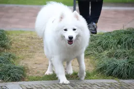 永远与警犬无缘的几种狗，无论多聪明，都被拒之门外图片