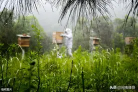 雨季到来如何养蜜蜂，3调3防养殖技术，资深养蜂人经验分享图片