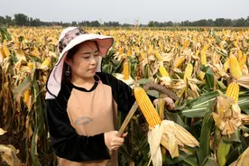 玉米种子有贵有贱，40元和55元种子有啥区别？农民如何选择？图片